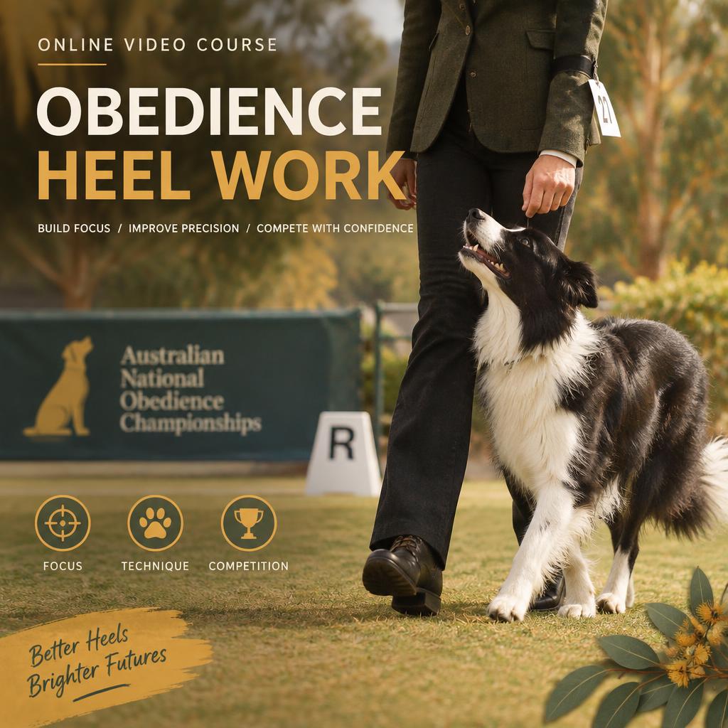 Competition Obedience Heelwork